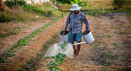 Agricultural Development