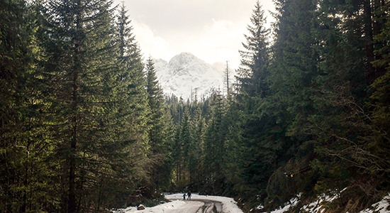 Forest and Nature Management 